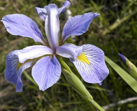 Photo of Iris Virginia